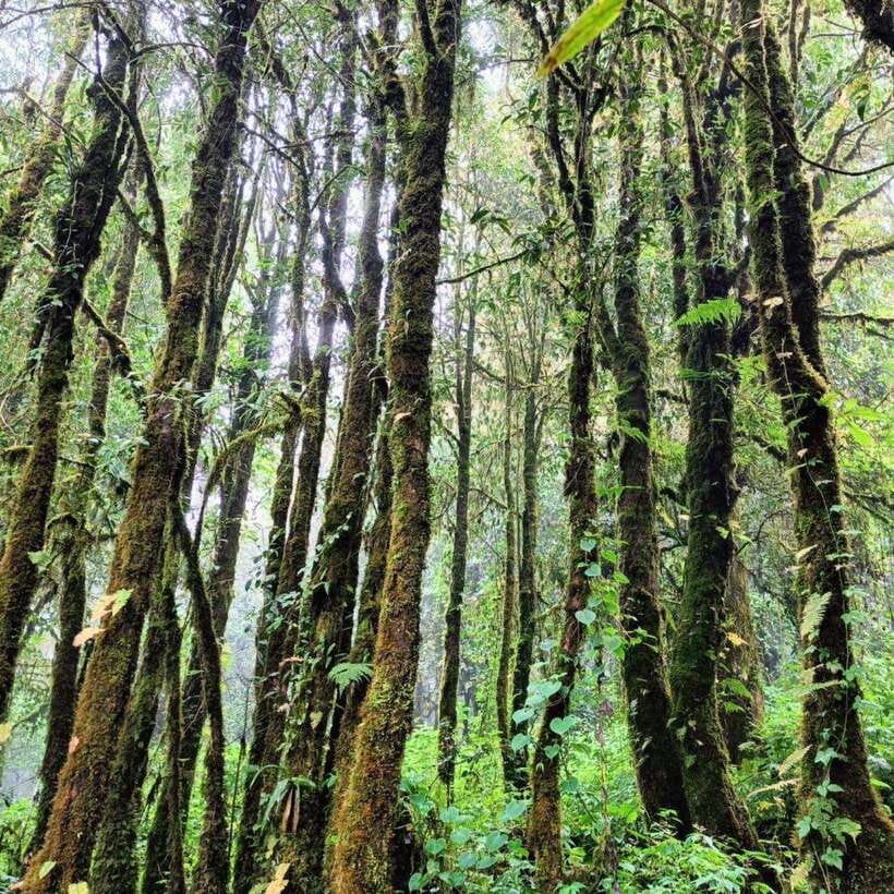 Chiang Mai: Doi Inthanon National Park & Waterfall Day Tour - Lunch in the mountains: Thai set menu and timing