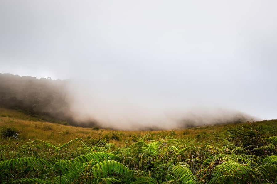 Chiang Mai: Doi Inthanon National Park, Waterfall & Lunch - Doi Inthanon day trip: what you’re really buying