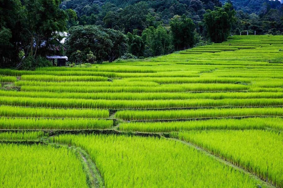 Chiang Mai: Doi Inthanon National Park, Waterfall & Lunch - Small group size (up to 10): the practical upside