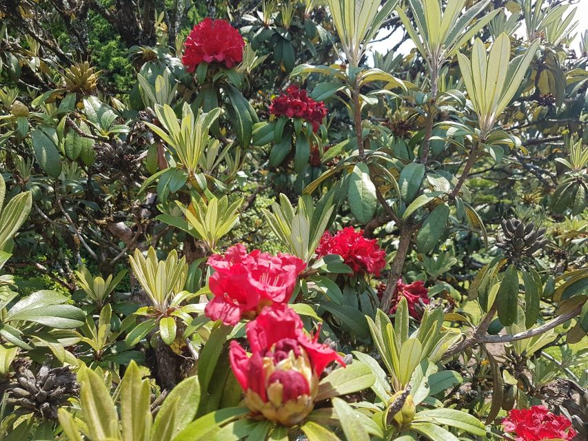 Chiang Mai: Doi Inthanon Park Day Trip with Kiw Mae Pan Hike - Price and value: is $61 a smart deal for this route?