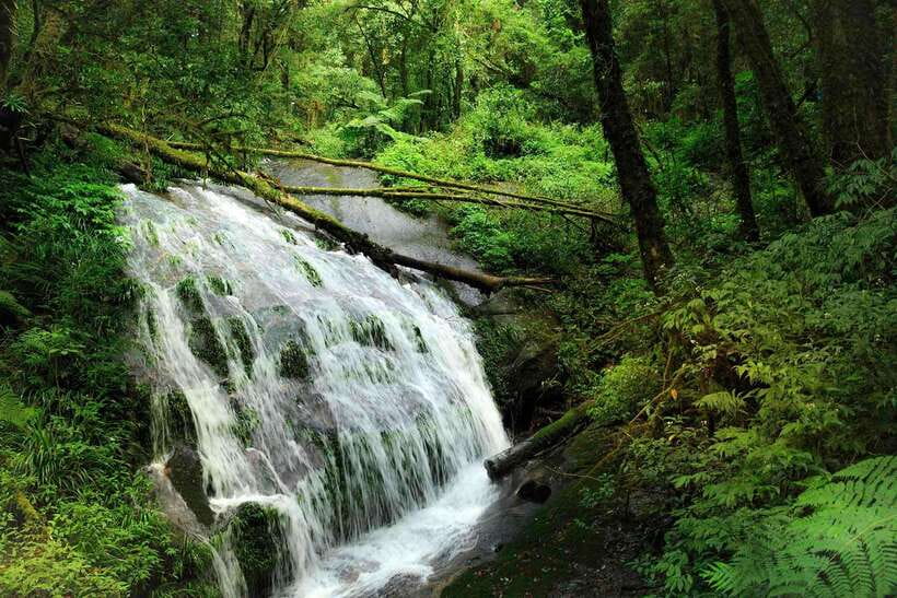 Chiang Mai: Doi Inthanon Park Tour & Kew Mae Pan Trail Hike - The Kew Mae Pan Nature Trail: 2 hours of steady, real hiking