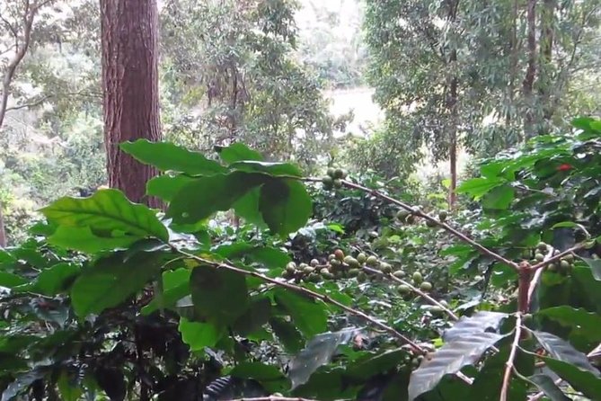 CHIANG MAI: Doi Inthanon-Trekking Pha Dok Seaw-Waterfall-Lunch - Guide quality and group size: the difference between walking and getting lost