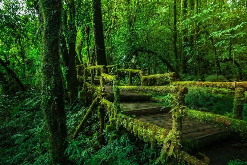 Chiang Mai: Doi Inthanon Trip with Pha Dok Siew Guided Trek - Thailand’s highest point: worth it even when it’s foggy
