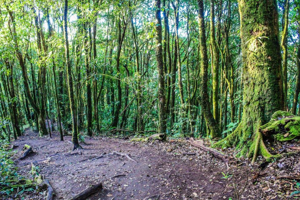 Chiang Mai: Doi Inthanon, Waterfalls, & Tribal Villages Tour - Price and Logistics: what your $36 really covers