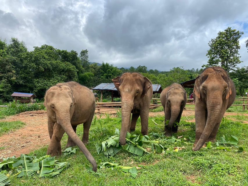 Chiang Mai: Elephant Dream Project Sanctuary - Half-Day - Key highlights to know before you go