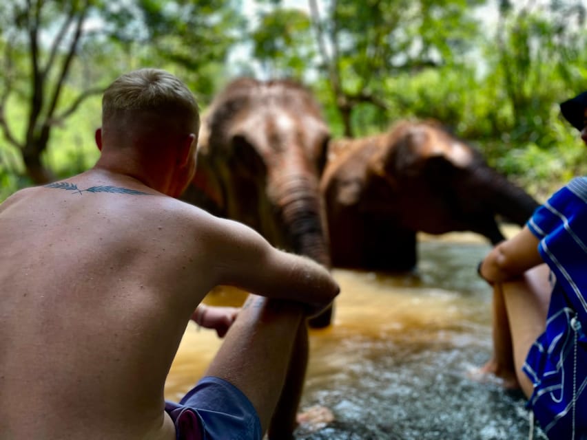 Chiang Mai: Elephant Dream Project Sanctuary - Half-Day - First contact with the elephants: feeding time that doesn’t feel like a show