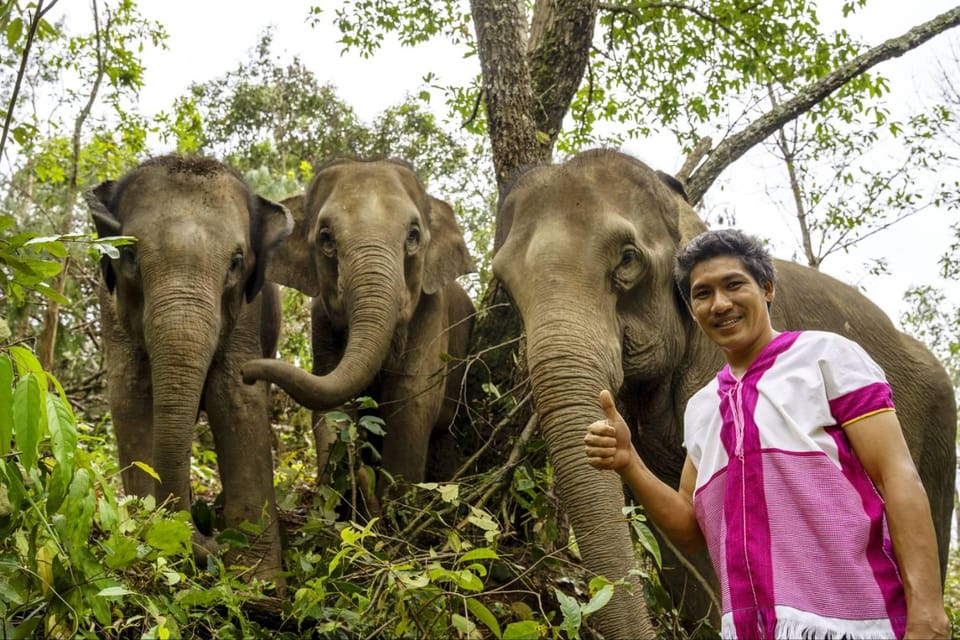 Chiang Mai: Elephant Dream Project Sanctuary - Half-Day - Jungle walk with elephants: seeing natural habitat without the gimmicks