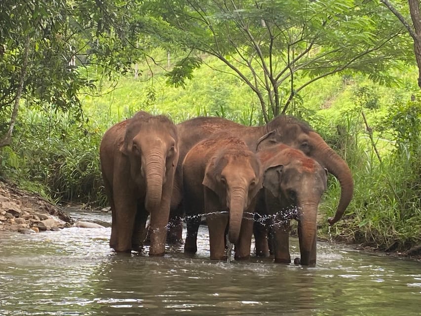Chiang Mai: Elephant Dream Project Sanctuary - Half-Day - Learning with JJ and the Elephant Dream Project team: why ethics show up in the details