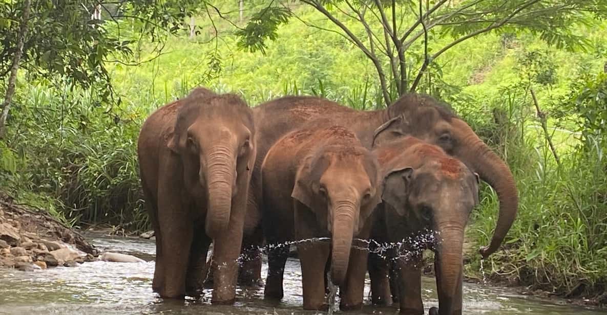 Chiang Mai: Elephant Dream Project Sanctuary - Half-Day - Village time and community connection: meeting locals beyond the elephant moment