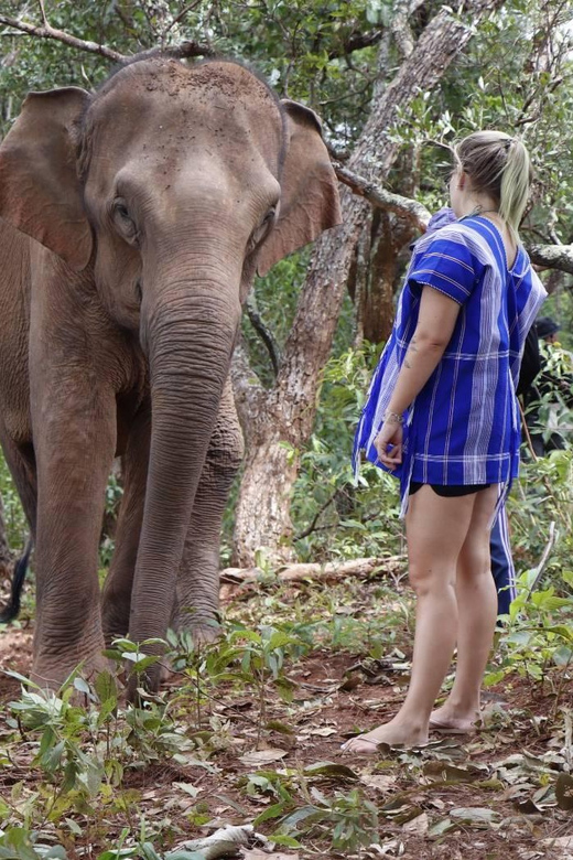 Chiang Mai: Elephant Dream Project Sanctuary - Half-Day - Lunch with Thai food and seasonal fruit: a practical break that keeps the day sane