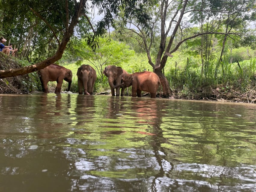 Chiang Mai: Elephant Dream Project Sanctuary - Half-Day - Price and value: is $51 worth a half-day with transfer and lunch?