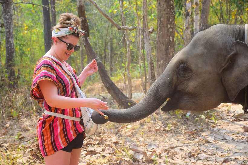 Chiang Mai: Elephant Feeding Experience - Before you feed: check-in, drinks, and a guided intro