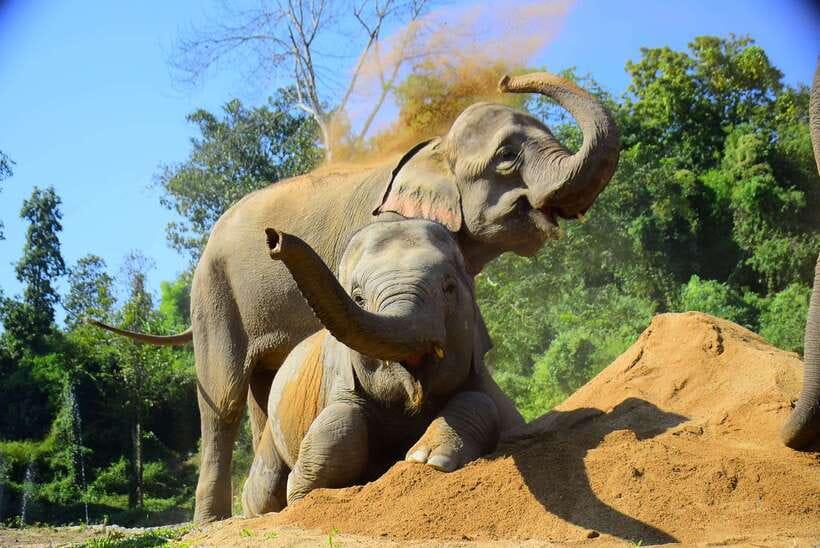 Chiang Mai: Elephant Feeding Experience - What to bring and how to get the most out of the hour