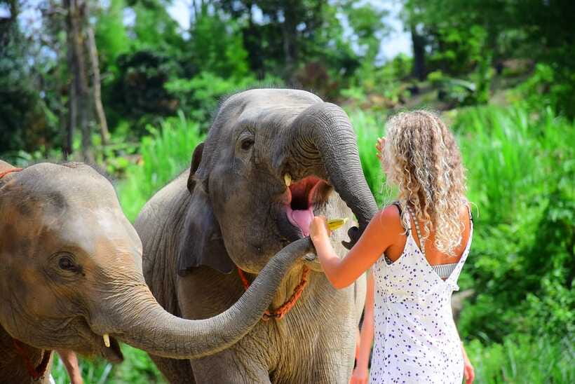 Chiang Mai: Elephant Feeding Experience - Who this is best for (and who might want to skip)