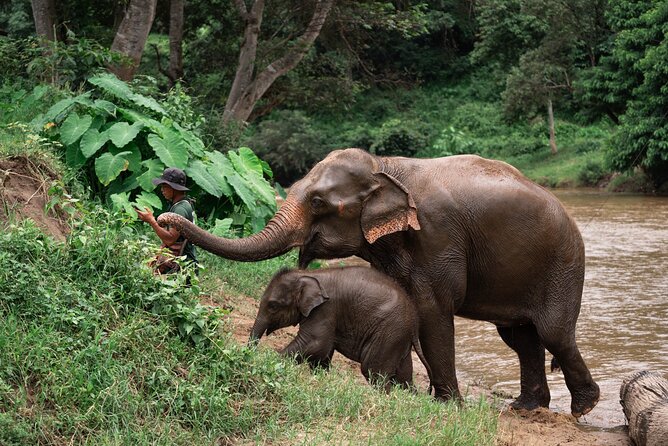 Chiang Mai Elephant Sanctuary, Bamboo Rafting and Waterfall Tour - Key highlights you’ll actually feel