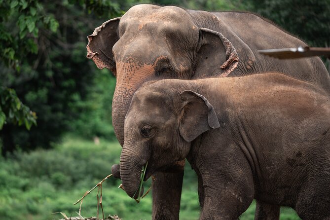 Chiang Mai Elephant Sanctuary, Bamboo Rafting and Waterfall Tour - How this 8-hour loop fits together (and why it works)