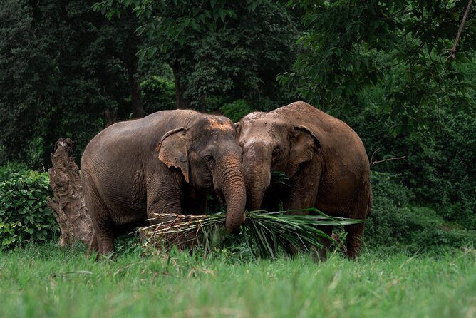 Chiang Mai Elephant Sanctuary, Bamboo Rafting and Waterfall Tour - Stop 2: New Elephant Home sanctuary in Mae Tang Valley (walk alongside, no riding)