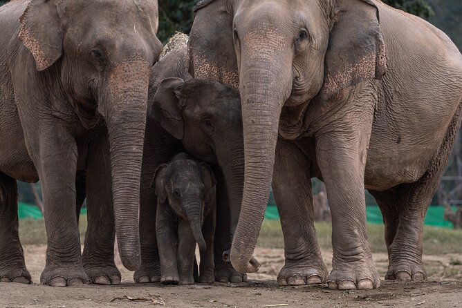 Chiang Mai Elephant Sanctuary, Bamboo Rafting and Waterfall Tour - Lunch and included costs: is $58.70 good value?