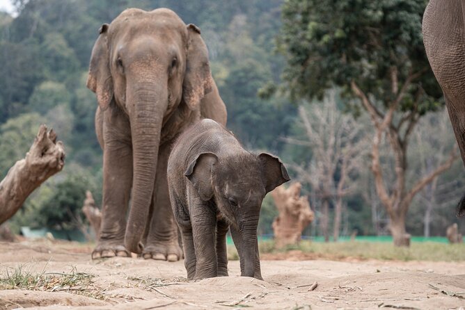 Chiang Mai Elephant Sanctuary, Bamboo Rafting and Waterfall Tour - Timing, group size, and how to plan your day