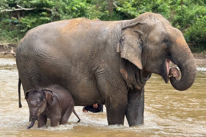 Chiang Mai Elephant Sanctuary, Bamboo Rafting and Waterfall Tour - Who this tour suits best (and who might rethink it)