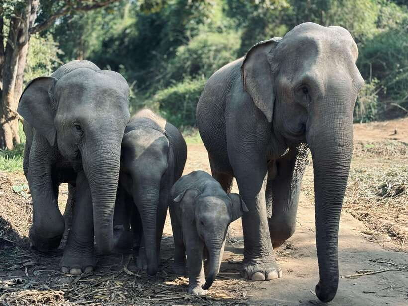 Chiang Mai: Elephant Sanctuary Feeding Program Half-Day Tour - Getting to Pon Elephant Thailand: The Hills South of Mae Wang