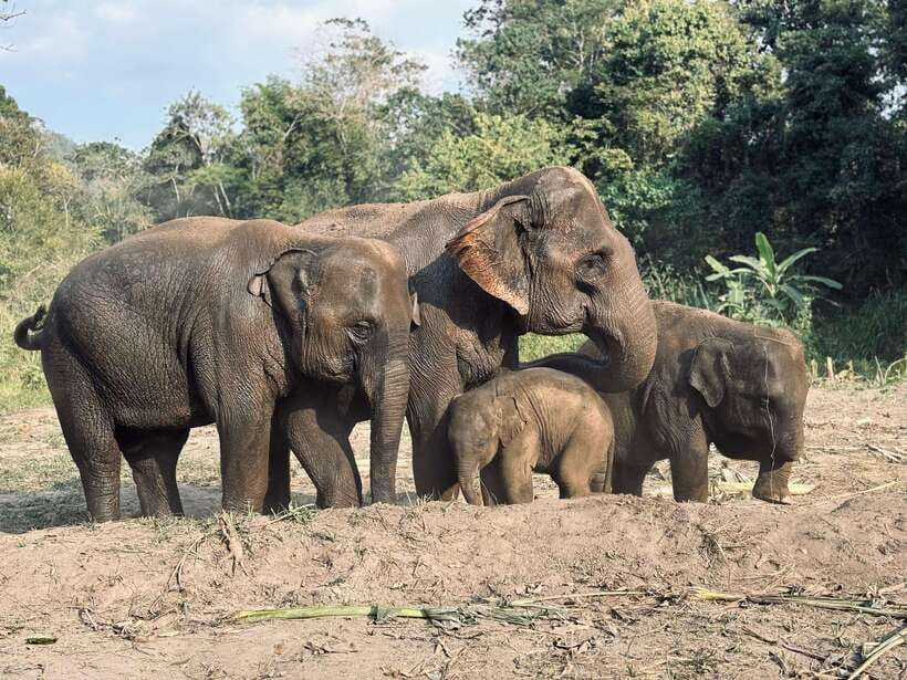 Chiang Mai: Elephant Sanctuary Feeding Program Half-Day Tour - The Forest Walk with Rangers: Quiet Learning, Not a Stampede