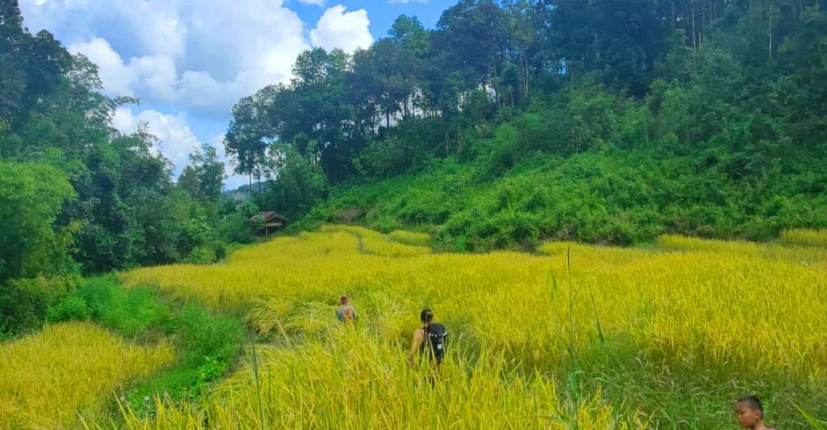 Chiang Mai: Elephant Sanctuary & Jungle Trek w/ Waterfall - Key things to look forward to