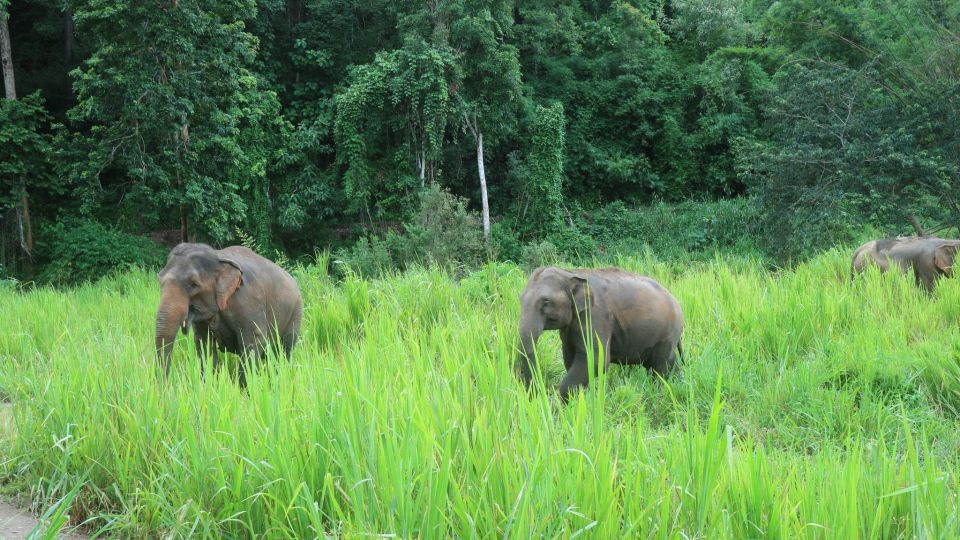 Chiang Mai: Elephant Sanctuary & Jungle Trek w/ Waterfall - What to bring: the jungle details that matter