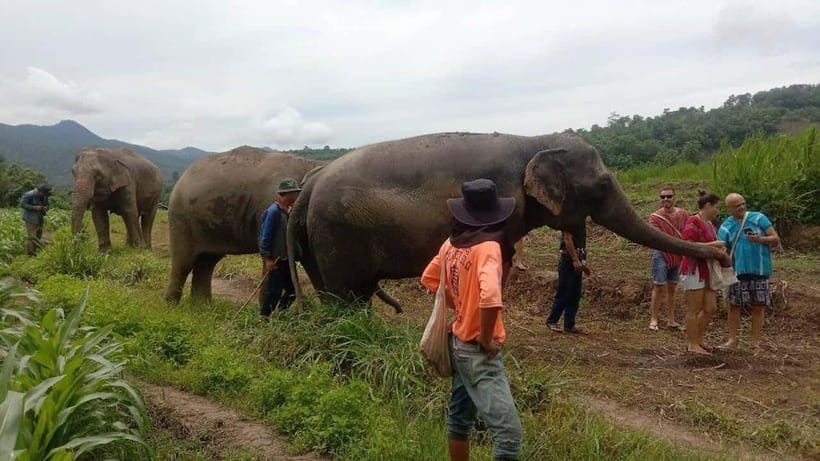 Chiang Mai: Elephant Sanctuary Local Hill Tribe Caretakers - Key reasons this Chiang Mai experience is worth your time