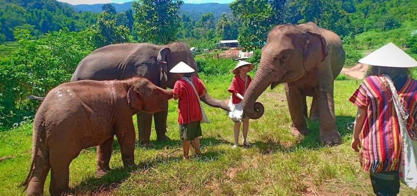 Chiang Mai: Elephant Sanctuary Local Hill Tribe Caretakers - Elephant care that feels built on respect, not tricks