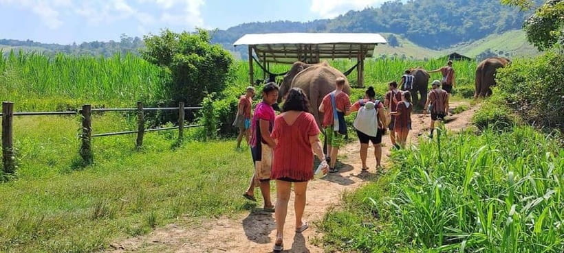 Chiang Mai: Elephant Sanctuary Local Hill Tribe Caretakers - From meeting elephants to helping with care tasks