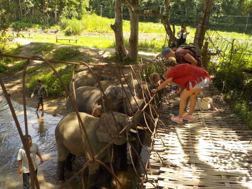 Chiang Mai: Elephant Sanctuary Local Hill Tribe Caretakers - Who this suits best (and who should skip it)