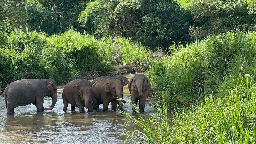 Chiang Mai: Elephant Sanctuary, Monk Trail & Doi Suthep Tour - Key things that make this tour worth your time