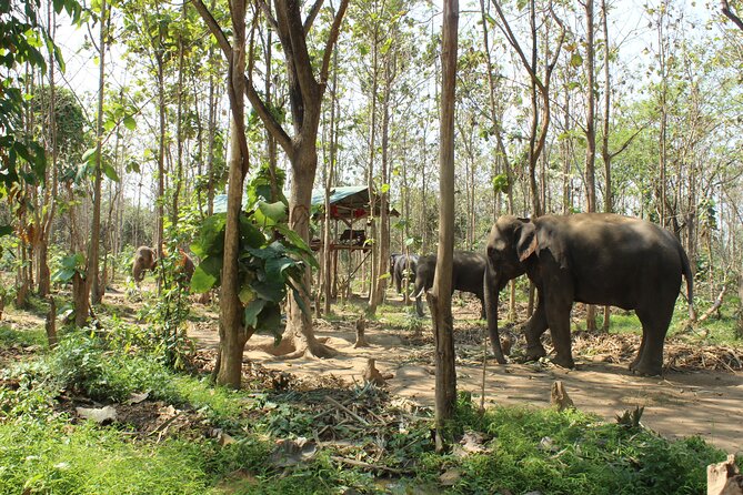 Chiang Mai Elephant Sanctuary Small Group Ethical Tour - Key things to know before you go