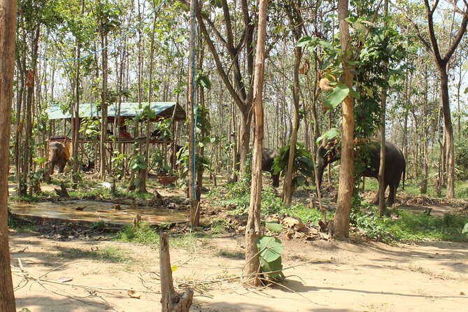Chiang Mai Elephant Sanctuary Small Group Ethical Tour - What happens at Mae Taeng and inside the sanctuary grounds?