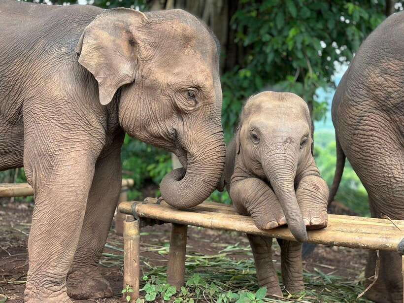 Chiang Mai: Elephant Sanctuary, Waterfall & Bamboo Rafting - How the 9 hours are paced (and why it matters)