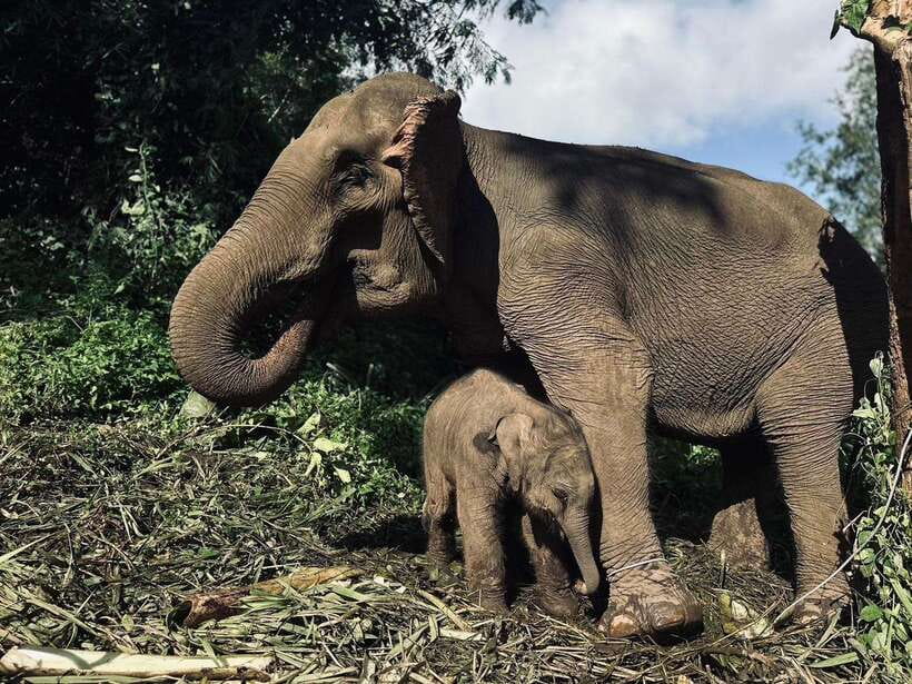 Chiang Mai: Elephant Sanctuary, Waterfall & Bamboo Rafting - Mae Wang Waterfalls: swimming, climbing, and a weather reality check