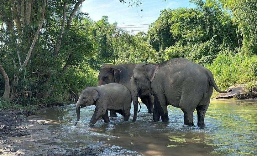 Chiang Mai: Elephant Sanctuary, Waterfall & Bamboo Rafting - The banana-feeding moment and forest walk (how to enjoy it without rushing)