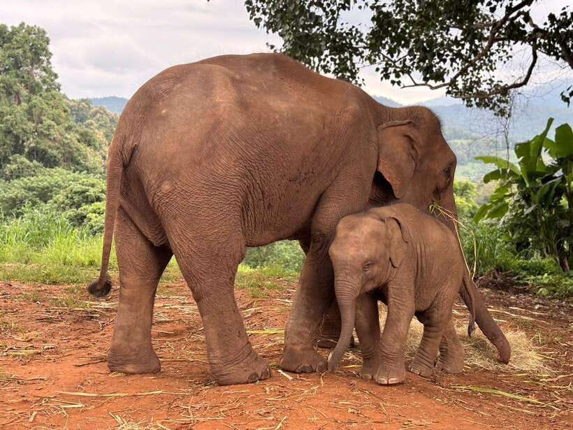 Chiang Mai: Elephant Sanctuary & Waterfall Group Tour - River Time and Elephant Bathing: The Cool-Down You Earn