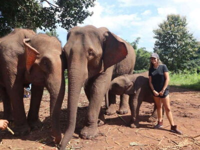 Chiang Mai: Elephant Sanctuary & Waterfall Group Tour - Meet the Elephants: Feeding, Walking, Touch, and Foraging Time