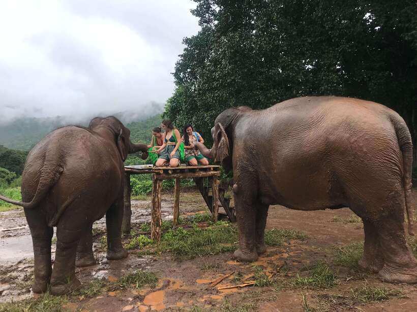 Chiang Mai: Elephant Sanctuary & Waterfall Group Tour - Price and Value: What $50 Really Gets You