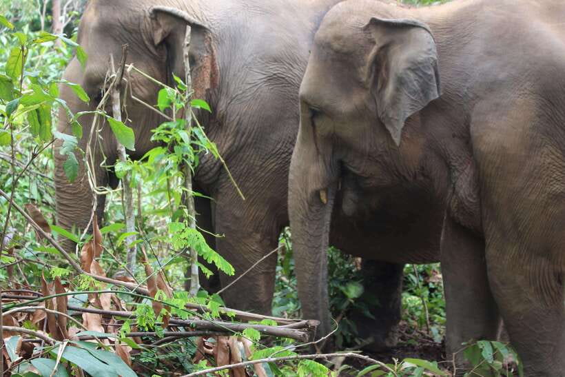 CHIANG MAI ELEPHANT VILLAGE SANCTUARY JUNGLE ADVENTURE - Who this is best for (and who should reconsider)