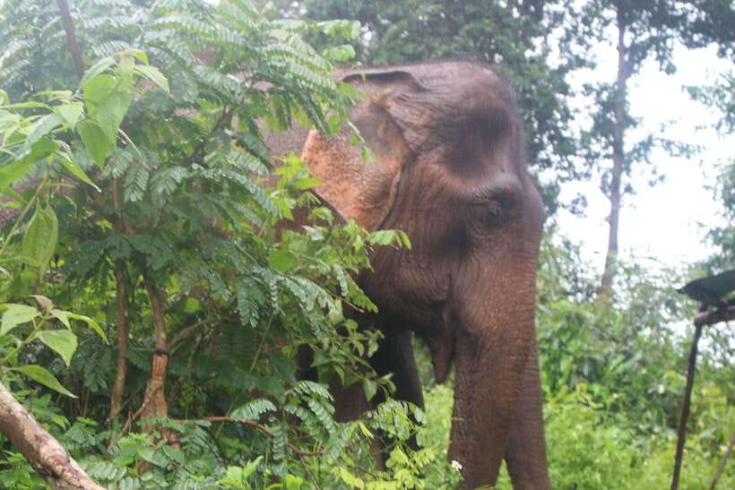 CHIANG MAI ELEPHANT VILLAGE SANCTUARY JUNGLE ADVENTURE - Lunch with Ken’s family: the best kind of ending