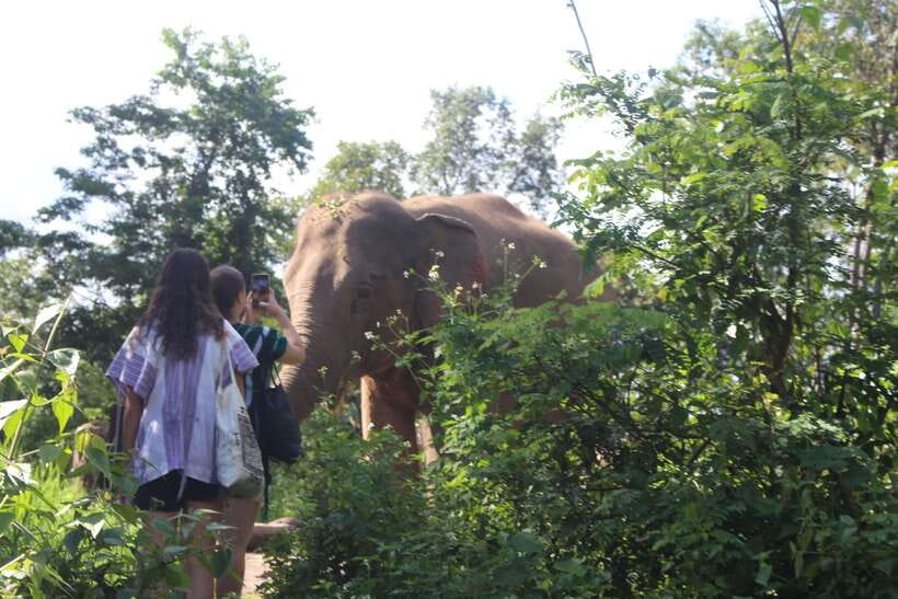 CHIANG MAI ELEPHANT VILLAGE SANCTUARY JUNGLE ADVENTURE - What to watch for: rules that shape your experience
