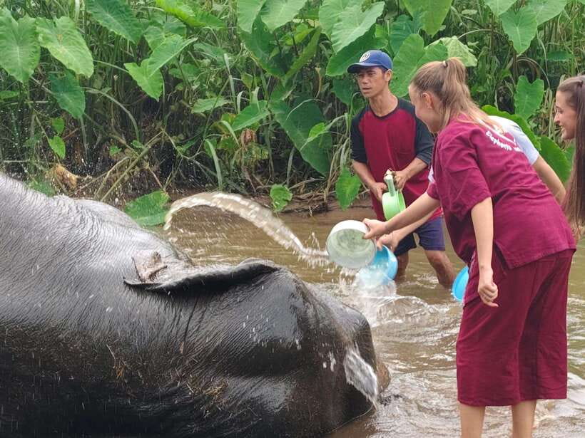 Chiang Mai: Elephants, Sticky Waterfalls, Market and Temple - Key highlights you’ll feel immediately