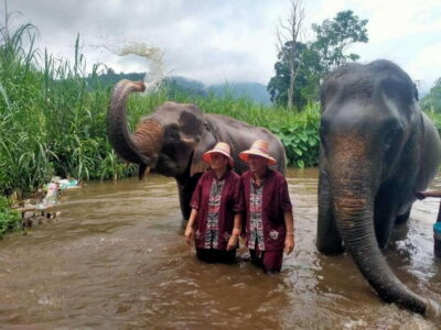 Chiang Mai: Elephants, Sticky Waterfalls, Market and Temple - 10:45 pickup, market foods, and the rural culture lesson