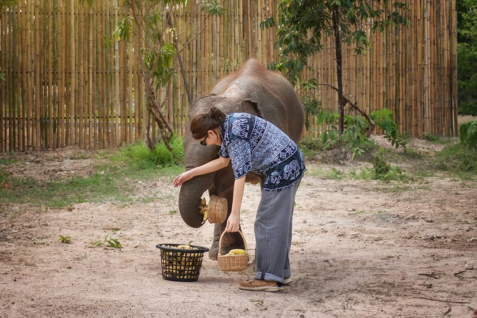 Chiang Mai: Ethical Elephant Encounter Feeding Program - Practical Tips So Your Hour Goes Smoothly