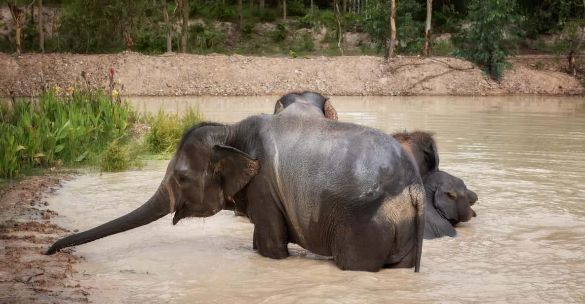 Chiang Mai: Ethical Elephant Encounter Feeding Program - Entering the Sanctuary: Meeting on Time, Staying Comfortable