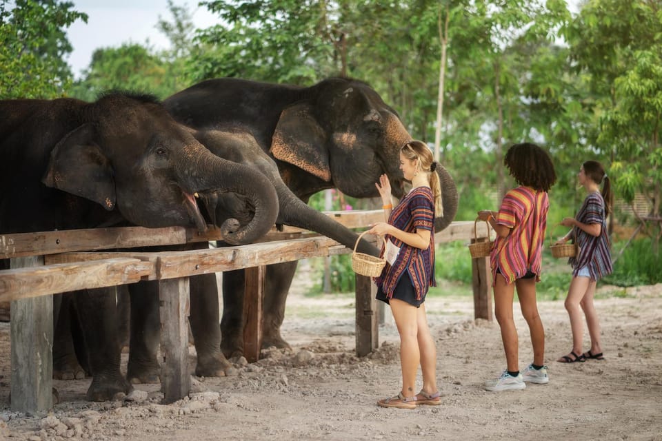 Chiang Mai: Ethical Elephant Encounter Feeding Program - Feeding Time: Up Close, Follow the Rules, Learn as You Go