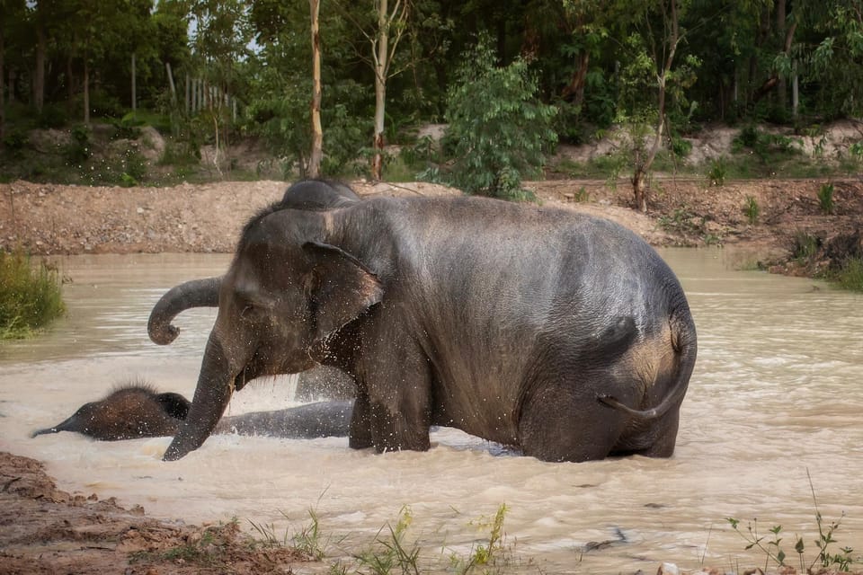 Chiang Mai: Ethical Elephant Encounter Feeding Program - What the Guide Actually Does With Your Time
